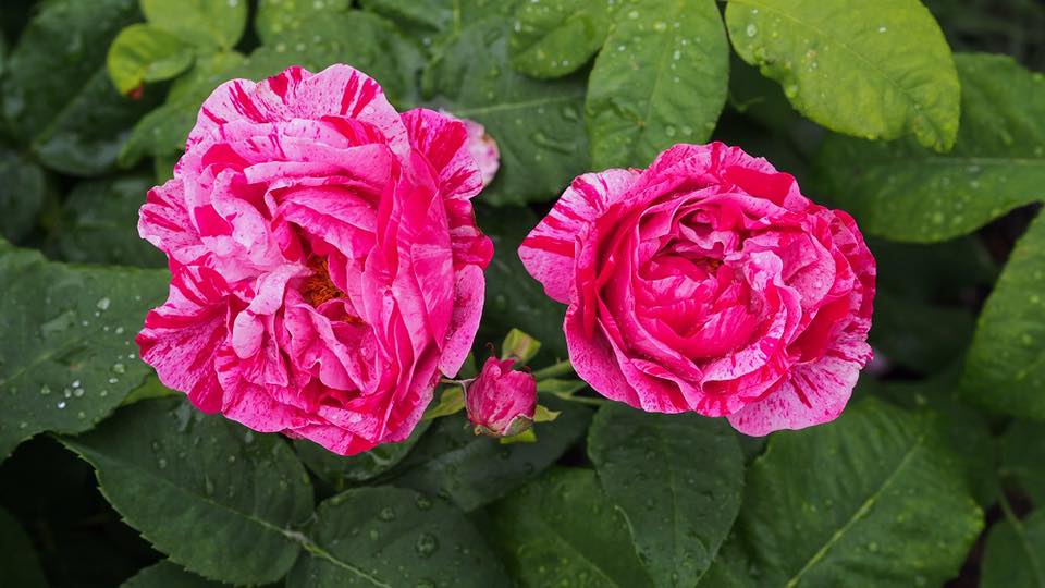 Rose garden 4 The Walled Gardens at Croome Court